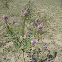 Rocky Mountain Bee Plant