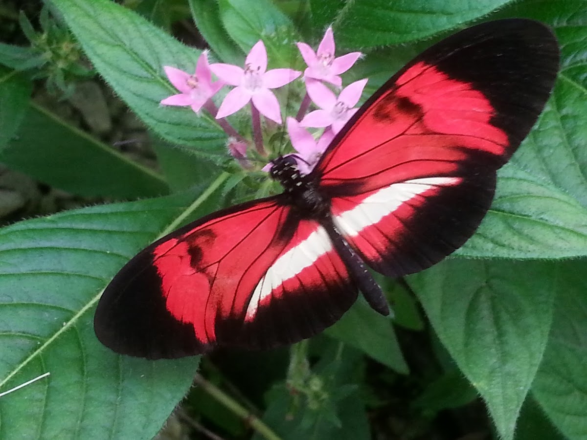 Hybrid butterfly