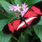 Hybrid butterfly