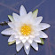 Fragrant White Water Lily