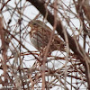 Fox sparrow