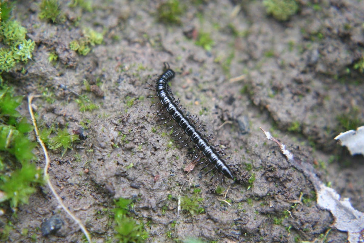 Polydesmid millipede