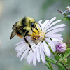 Tricolored Bumble Bee