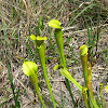 yellow pitcher plant