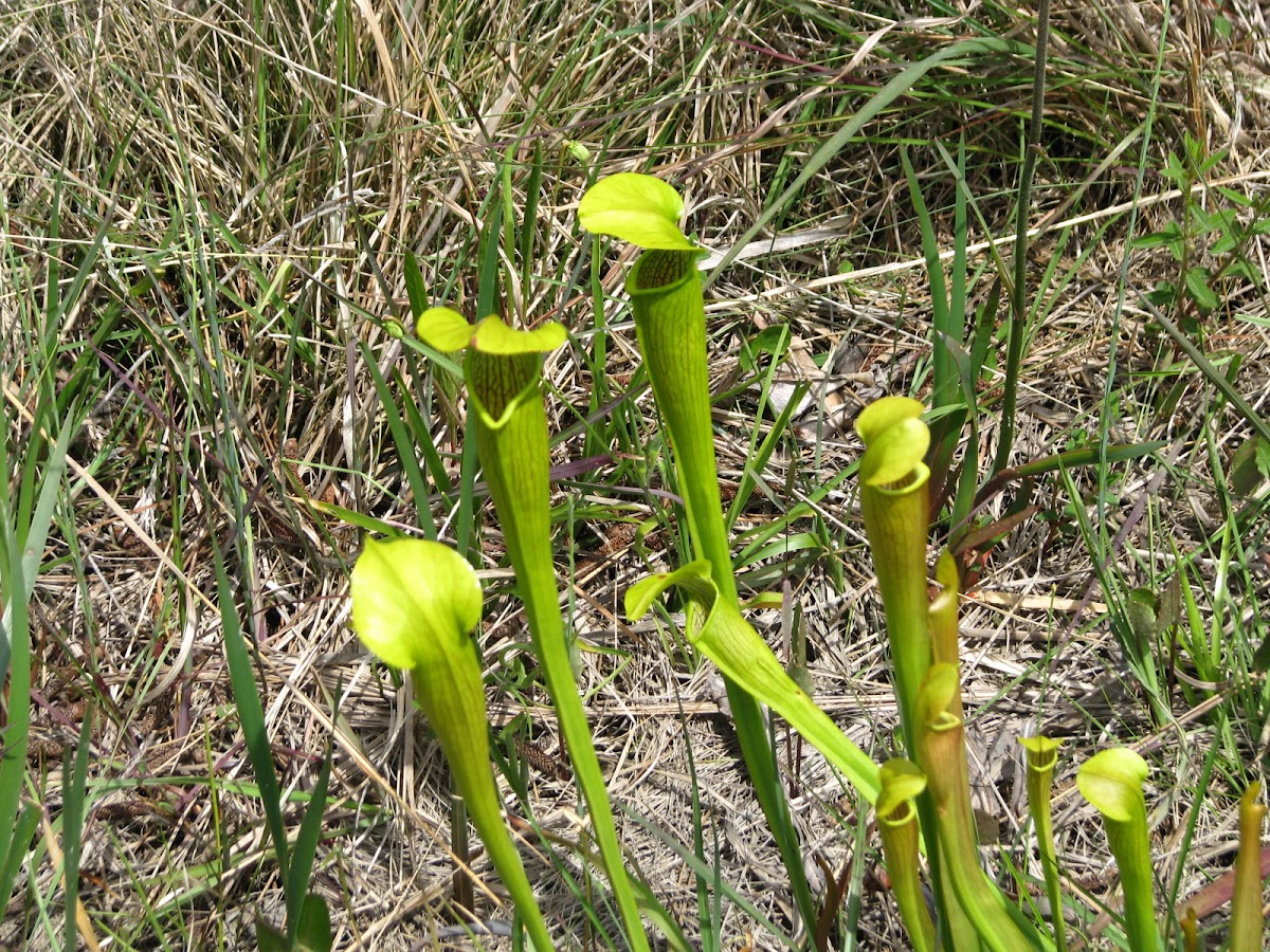 yellow pitcher plant