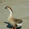Chinese geese (Κινέζικες χήνες)