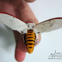 White Winged Red Costa Tiger Moth