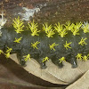 Silk Moth Caterpillar