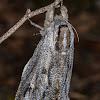 Wattle Goat Moth