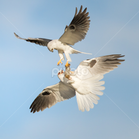Food Exchange by Phoo (mallardg500) Chan - Animals Birds