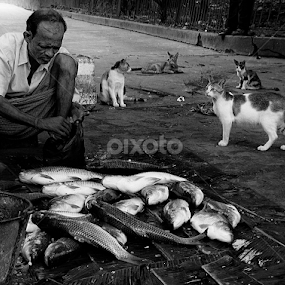 Fish market for cats by Sudipto Goswami - City,  Street & Park Street Scenes