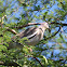 White-winged Dove