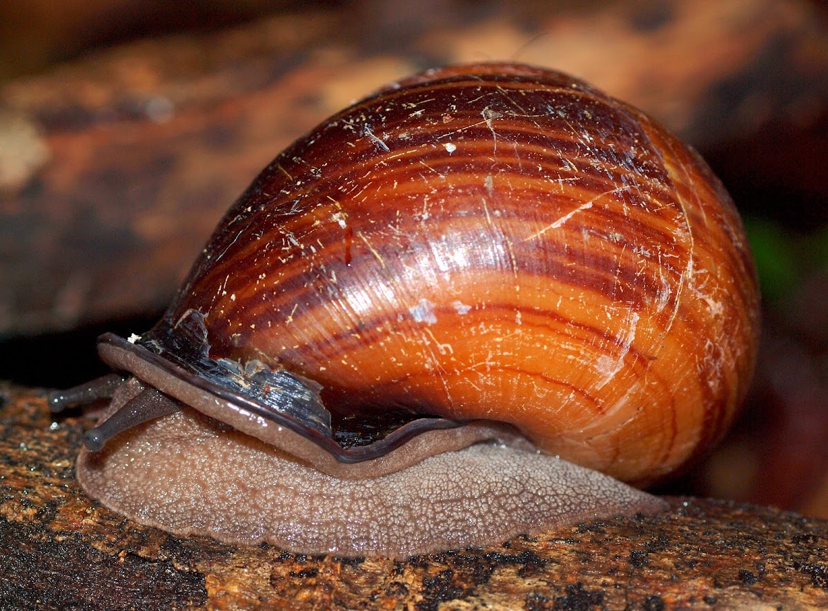 Forest Snail