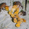 Harlequin Ladybug Larvae (hatching)