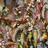 Gray dogwood Cornus racemosa