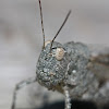 Band-winged Grasshopper