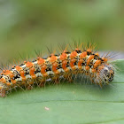 cattail caterpillar