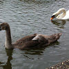 Mute swan ----Juvenile ( cygnet )