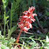 Striped Coral-Root Orchid