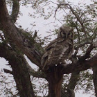 Verreaux's eagle owl