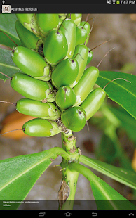 iMangroves Screenshots 3