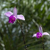 Orquídea (Orchid)