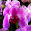 Phaenopsis Orchid