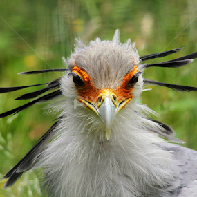 Secretary Bird by Ralph Harvey - Animals Birds