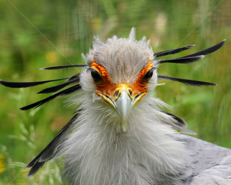 Secretary Bird by Ralph Harvey - Animals Birds