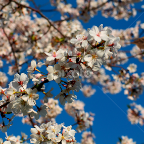Remembering the Spring by Paul Mays - Flowers Flowers in the Wild