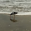 American Oystercatcher