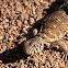 Ornate Dabb (Spiny-tailed) Lizard