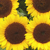 Girasol (Sun flower)