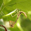 California Mantis (juvenile male)
