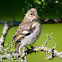 Common Chaffinch (Juv.)