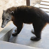 South American Coati