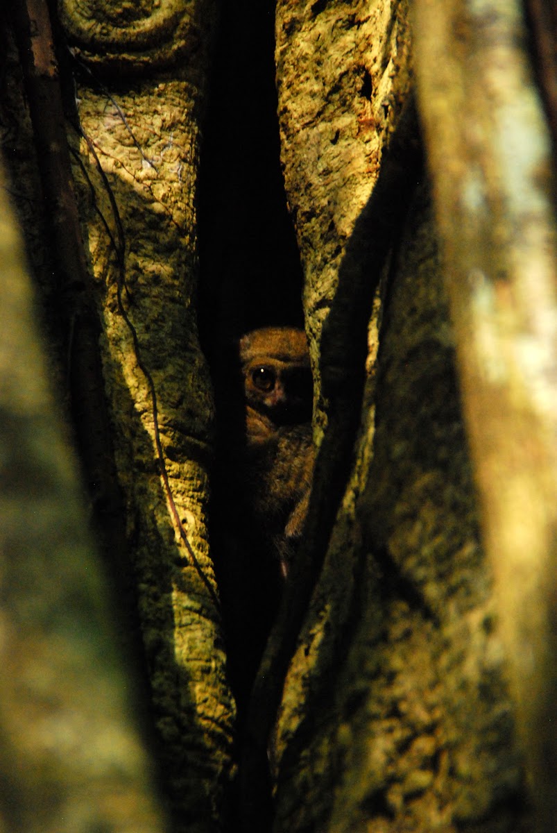 Spectral tarsier