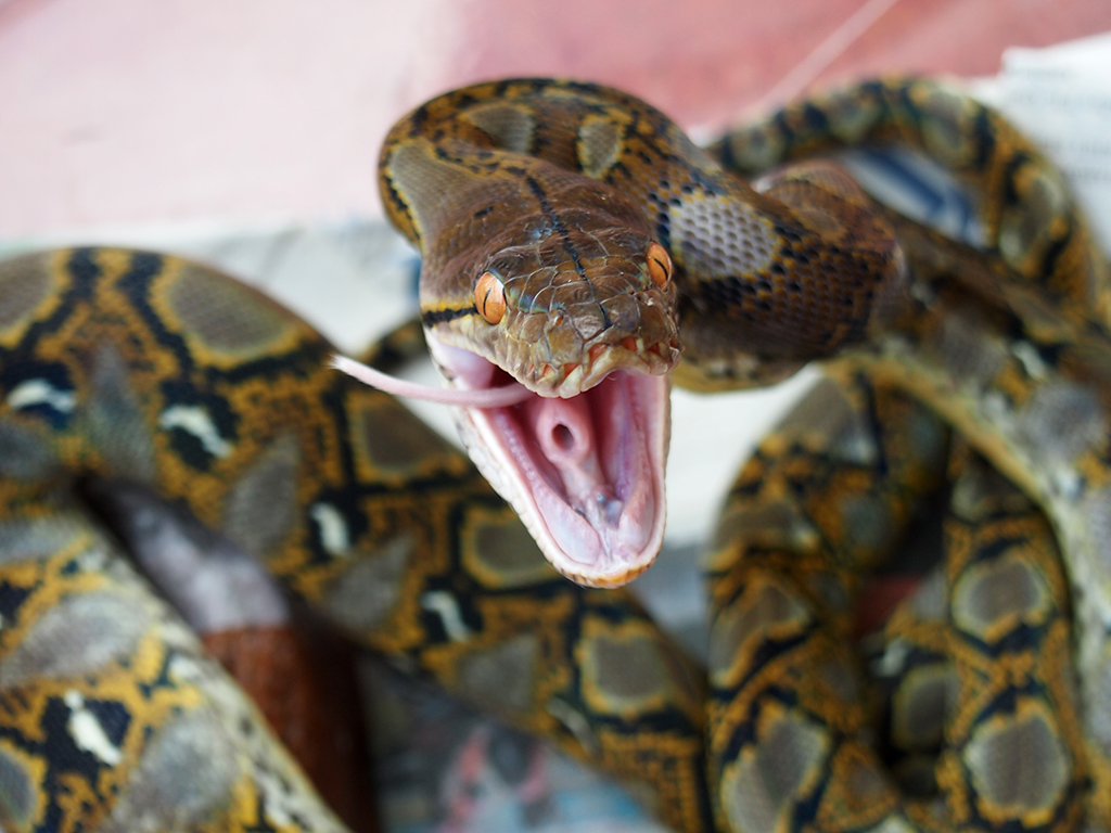 Reticulatus Python