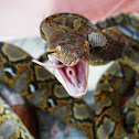 Reticulatus Python