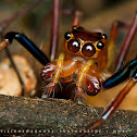 Jumping Spider