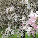 Crab apple tree