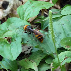 Japanese giant hornet