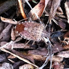 Brown Marmorated stink bug