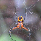 Pear-Shaped Leucauge Spider