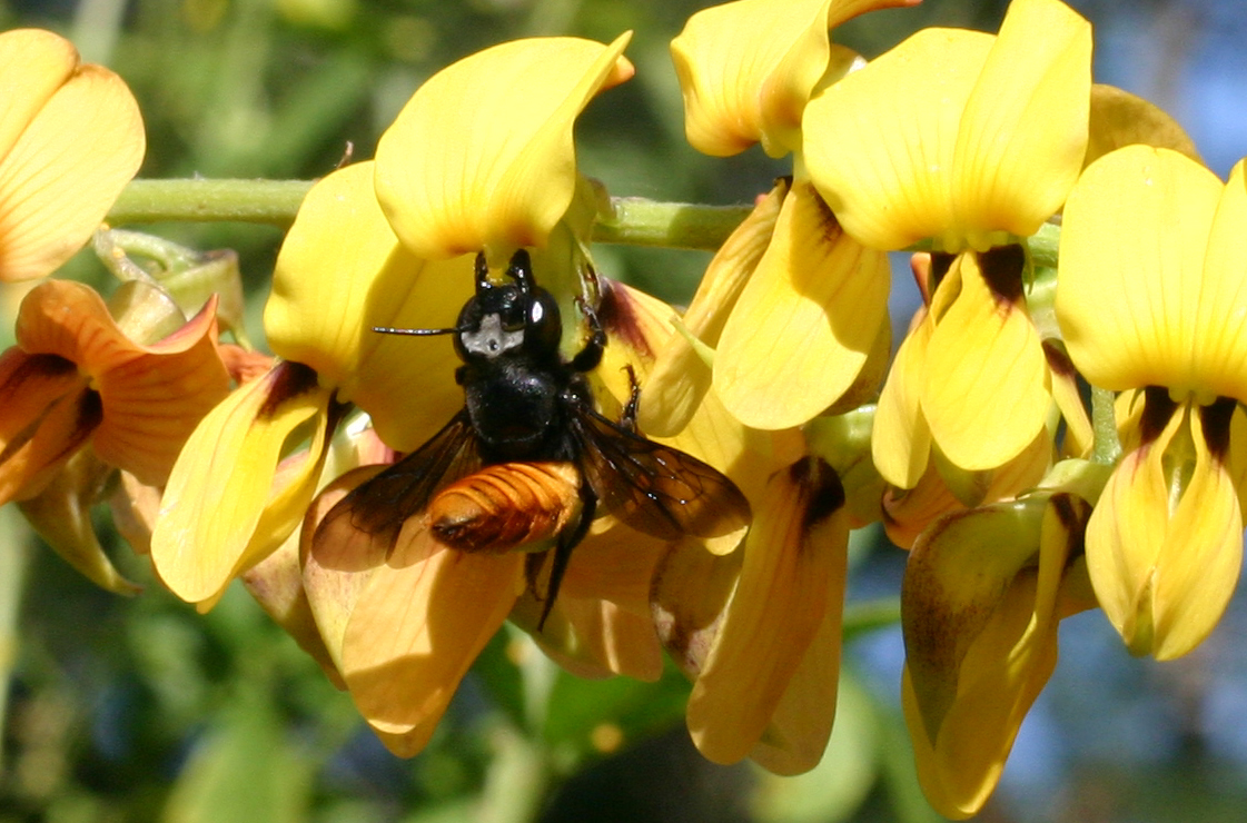 Fire-tailed Resin Bee