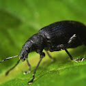 Black Weevil