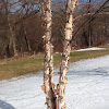 Birch Tree