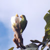 Cobalt Winged Parakeet