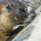 Yellow-Bellied Marmot ( rock chuck)