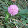 red clover